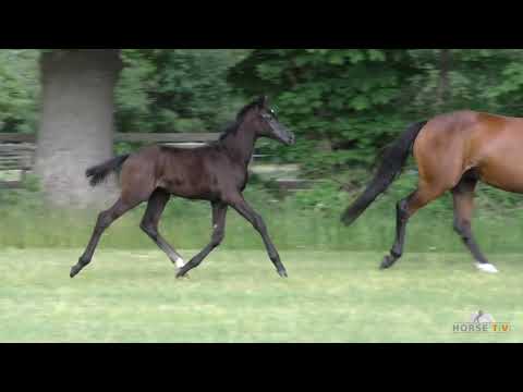 1 SF Clintons Heart   Groß