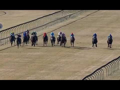 TEMPTING FATE  - GOLDEN HORSE MEDALLION (Grade 1)