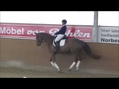 Kat. 6, Foxy von Floriscount - 11. Dobrocker Schaufenster 2023