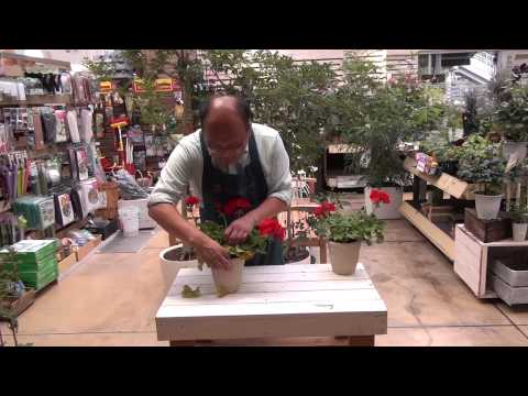 ゼラニウムに水をやる方法は？見事な開花の頻度、アドバイス、ケア  庭園