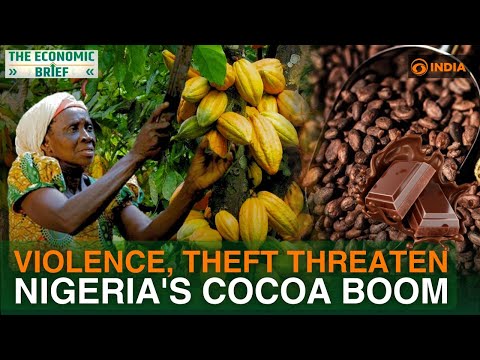 Blood chocolate: Nigeria cocoa farmers face death, kidnapping, theft | Africa conflict