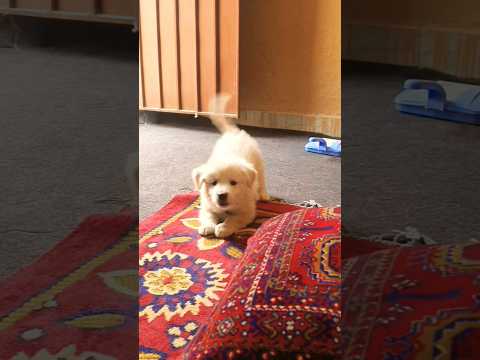 Why is JADE behaving like this? Experts please guide me to understand it.#puppy #puppies #dog #jade