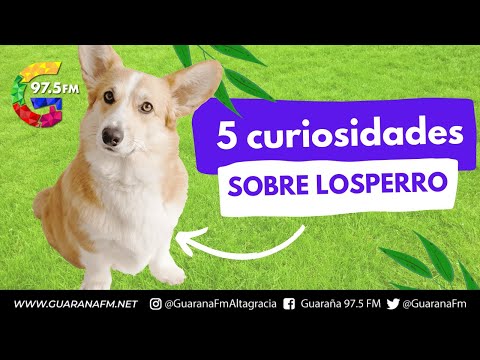 5 curiosidades que no sabias de los Perros