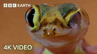 🔴 LIVE: 24/7 Incredible 4K Nature & Wildlife From Around The World | BBC Earth
