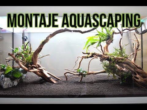 MONTAJE AQUASCAPING v1.0 +ACUARIO PLANTADO