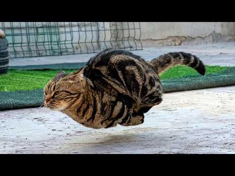 When Your Cat Is Lowkey a Villain 😂 Funniest Cat Video