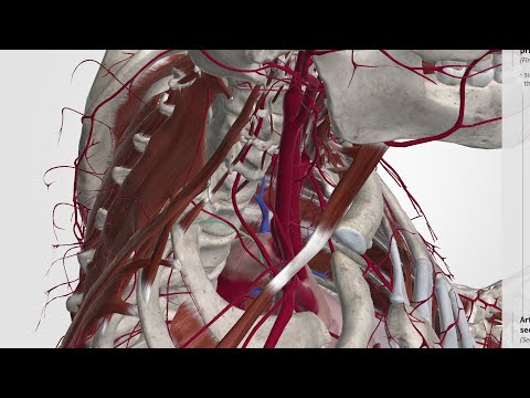 Внутренняя сонная артерия (разбор на 3д атласе ) #анатомиямедицинаангиология