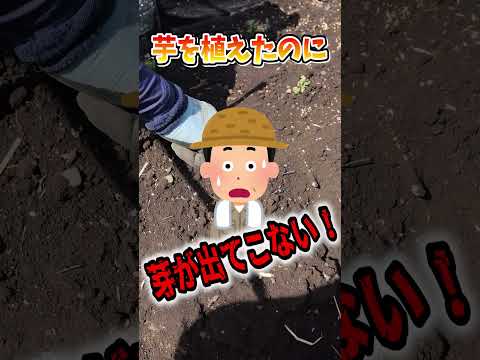  2023 年のジャガイモの植え付け時期は?それらをどのように選択すればよいでしょうか?正しく行うための簡単なヒント!  庭園