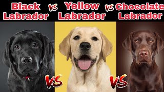 Black labrador Vs Yellow Labrador Vs Chocolate Labrador | in Hindi