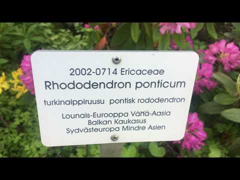 Rhododendron Ponticum