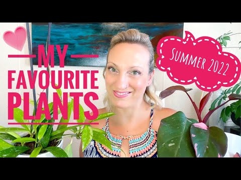 My favourite houseplants of the summer 2022 - and how to take care of them