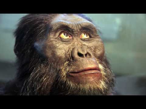 Is "Lucy" the Australopithecine an Ape-to-Human Transition? (updated)
