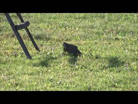 2  Ein Sperber hat einen Grünspecht erbäutet   krahulec ulovil zlnu zelenu