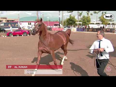 N 37 AL JUNAH   Vesuvio Trophy 2021   Mares 4 6 years old Class 7A