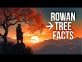 The Rowan Tree The Legend And Biology Of Mountain Ashes
