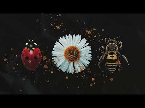 Kupla - What We Leave Behind