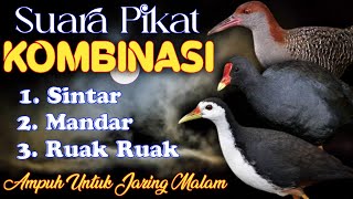 Download lagu SUARA PIKAT KOMBINASI / CAMPURAN SINTAR - MANDAR - RUAK RUAK. SANGAT AMPUH UNTUK BERBURU MALAM HARI. mp3 Download lagu SUARA PIKAT KOMBINASI / CAMPURAN SINTAR - MANDAR - RUAK RUAK. SANGAT AMPUH UNTUK BERBURU MALAM HARI. mp3