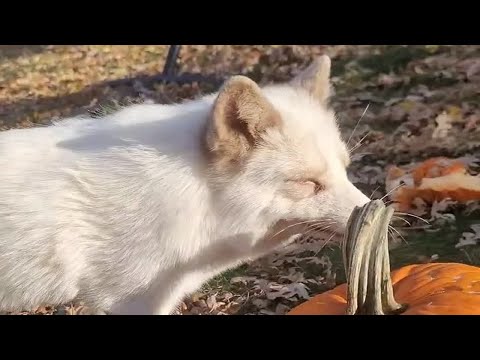 狐狸的照片