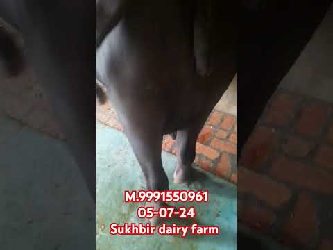 #for #sale #sukhbir #dairy #farm