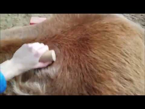 Oddly Super Satisfying and Relaxing Horse Brushing