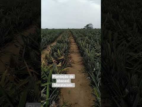 #abacaxi #marataizes #espiritosanto