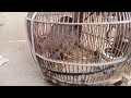 BURUNG BUBUT LOMBOK SUARA BUT BUT SEPERTI INI