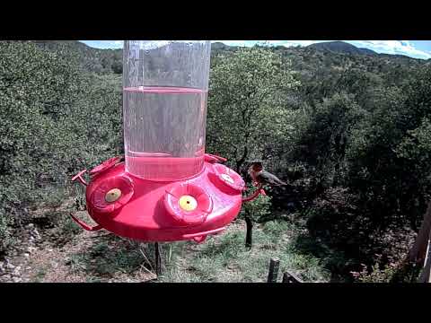 Male Ruby-throated Hummingbird Stops To Sip In West Texas – Aug. 17, 2023