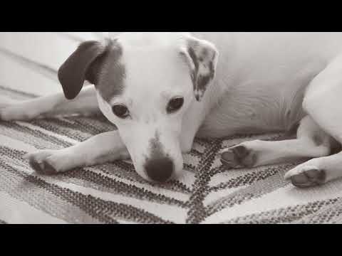 Let's Get In The Car - a song for dog lovers about that last journey with a much loved companion.