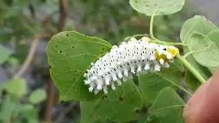 Download lagu NONSTOP POP MANDARIN INDONESIA mp3