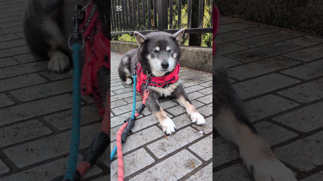 井の頭公園を満喫するクマ吉おじき。最後は動物園の入り口で二度寝してましたね#柴犬 #柴犬のいる暮らし