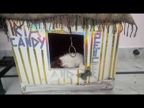 Persian doll face Kia enjoying her new cat house.