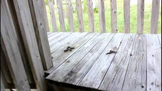 MESA PARK - Abandoned Monster Truck Ampitheatre