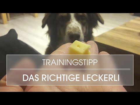 download lagu mp3 mp4 Australian Shepherd Allergie, download lagu Australian Shepherd Allergie gratis, unduh video klip Australian Shepherd Allergie