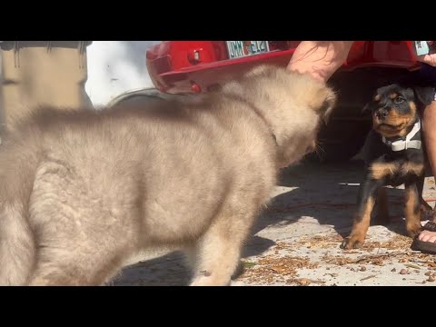 Un cucciolo di Rottweiler pensa che l'Alaskan Malamute sia un lupo mannaro 😂🐺🖤