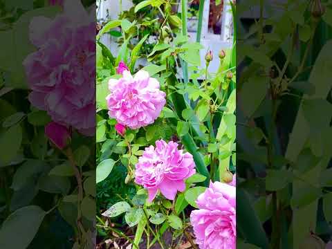 Maryrose in fall season