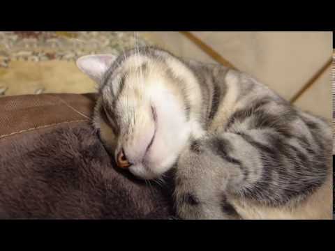 Kelvin Koslow,  a cat who sleeps with a pillow as usual clip5