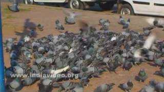 Flock of pigeons, a common sight in Hyderabad 