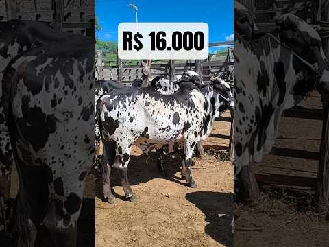 Parelha de Nelore Pintado de R$ 16  mil reais em Carnaíba-PE