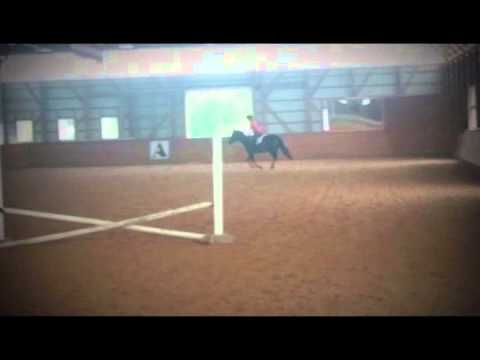 Marigold - Dartmoor X filly for sale