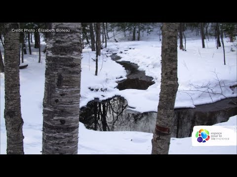 冬になると虫たちはどこへ行くのでしょうか？