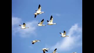 Carta a un amigo lejano - Pablo Milanés