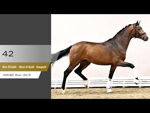 42 Hengst v Bon Vivaldi - Best of Gold