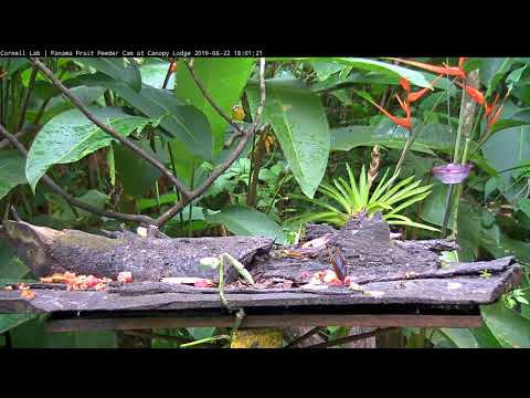 Striking Chestnut-capped Warbler Visits The Feeder – Aug 22, 2019