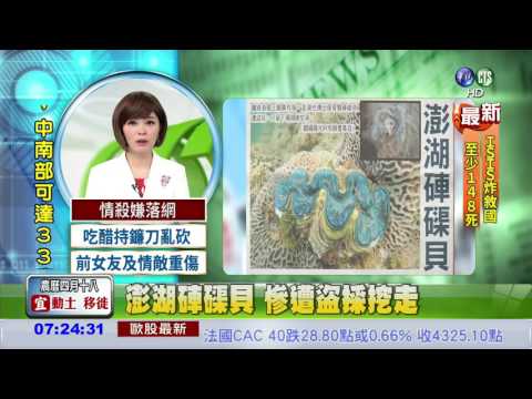 澎湖硨磲貝 慘遭盜採挖走