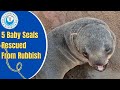 5 Baby Seals Rescued from Rubbish