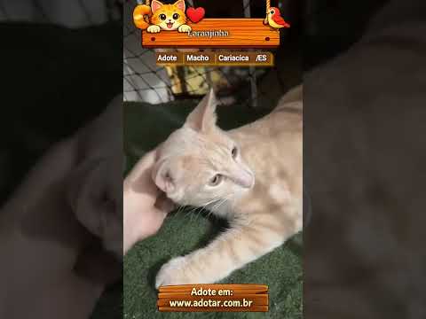 Vídeo de Laranjinha