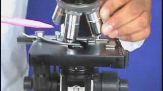 El Microscopio Binocular