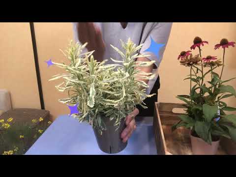 園芸 パープルエキナセア、パープルルドベキア