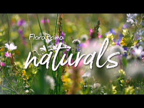 Blumen in der Vase wie ein Profi arrangieren mit FloraPrima naturals