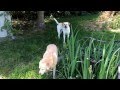 Disaster Backyard DIYnetwork HGTV Yardcrashers Desperatelandscapes